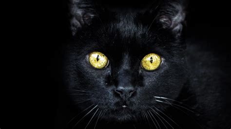 The Mystery of the Black Cat Curse: Myth or Reality?